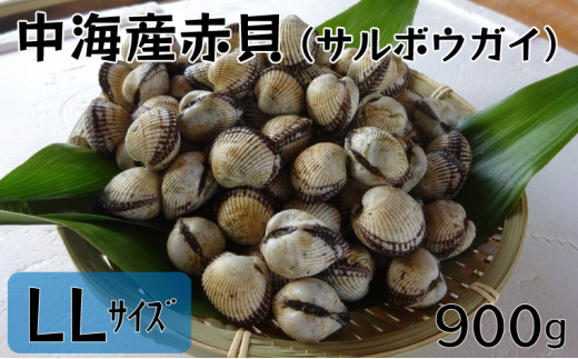 中海産赤貝（サルボウガイ）ＬＬサイズ 900g【赤貝 中海産】 543433 - 島根県安来市