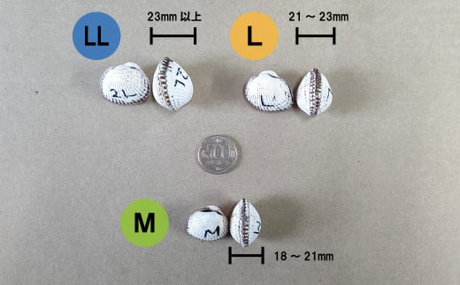中海産赤貝（サルボウガイ）Ｌサイズ 900g【赤貝 中海産】 - 島根県