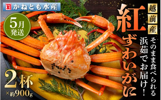 ≪浜茹で≫越前産 紅ずわいがに 約900g × 2杯 食べ方しおり付【紅ズワイガニ カニ かに 蟹 姿 ボイル 冷蔵 福井県】【5月発送分】希望日指定不可 [e14-x001_05]  300664 - 福井県越前町