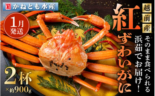 ≪浜茹で≫越前産 紅ずわいがに 約900g × 2杯 食べ方しおり付【紅ズワイガニ カニ かに 蟹 姿 ボイル 冷蔵 福井県】【1月発送分】希望日指定可 備考欄に電話番号をご記入ください [e14-x001_01] 545136 - 福井県越前町