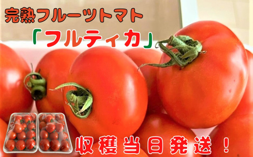 【収穫当日発送】完熟フルーツトマト（フルティカ）1kg×2パック
