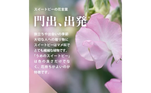 心に春が来る うめスイートピー ミックス 50本 大分県佐伯市 ふるさとチョイス ふるさと納税サイト