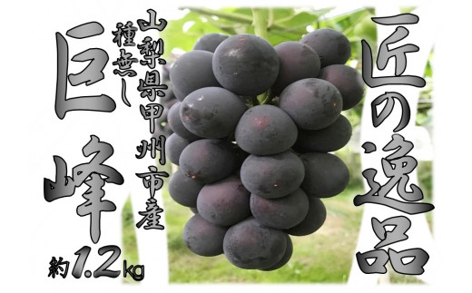 B-487．【2023年先行予約】甲州産 匠の逸品 種無し巨峰 ２房～３房　約1.2kg（KSD）