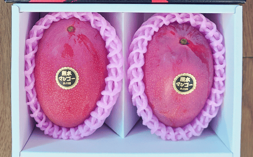 【2023年7月発送開始】熊本県産 完熟マンゴー (化粧箱入) 約1.1~1.2kg前後 2玉入 マンゴー 果物