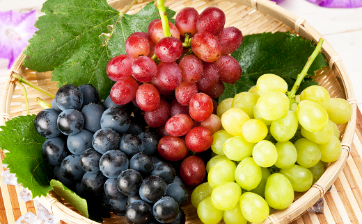 【2023年7月下旬-10月下旬発送】ぶどう食べ比べ定期便4回 ブドウ 果物 フルーツ 定期便