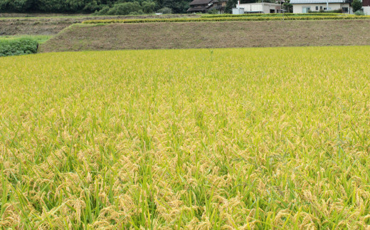 福岡県産元気つくし 無洗米 10kg お米 ご飯 米
