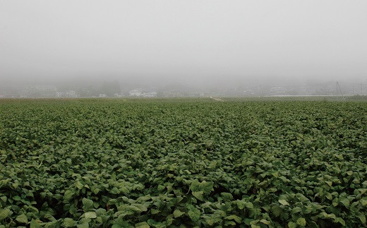 秋から冬にかけて発生する丹波霧。寒暖差の大きい丹波高原が生み出す丹波黒大豆。
