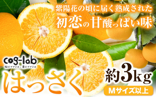 秋の味覚】和歌山産のたねなし柿2L～4Lサイズ約2kg（化粧箱入り