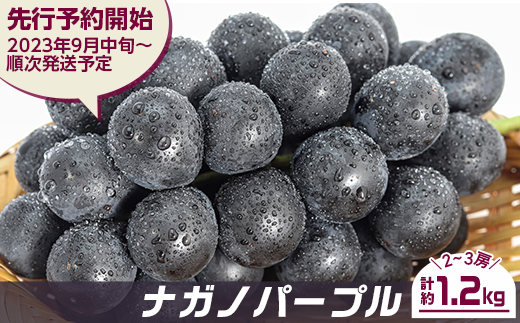 J0500ナガノパープル1kg【2023年9月以降出荷分】 - 長野県長野市 ...