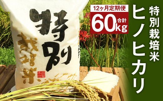 【12ヶ月定期便】 特別栽培米 ヒノヒカリ 5kg 801604 - 熊本県人吉市