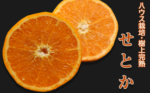 せとかは、みずみずしいオレンジの香りと濃厚な甘さがが特徴。