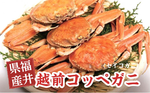 【数量・期間限定】越前コッペガニ（セイコガニ）3杯 セット｜かに 蟹 セコガニ せいこ蟹 かにみそ ゆで蟹 ボイル 冷凍 国産 ブランド 高級 豪華 贅沢 旬 年末年始 冬季限定 送料無料  [A-018001] 547000 - 福井県高浜町