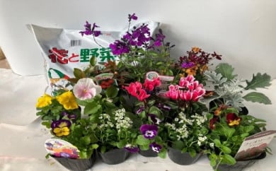 「季節の花苗セット」と「花の培養土」約９リットル 509933 - 兵庫県相生市