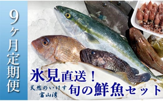 【定期便（９ヶ月）】天然のいけす 富山湾 氷見漁港 旬の鮮魚セット ９回お届け 直送 鮮魚ボックス 富山 氷見 詰め合わせ 