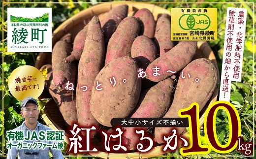 【有機JAS】 紅はるか 10kg さつまいも 甘藷 無農薬 オーガニック 【サイズ不揃い】 訳あり（83-30）|オーガニックファーム綾