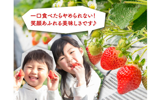 【2023年3月上旬より順次発送】【ふるさと納税限定】博多あまおう 約250g×4パック イチゴ いちご 果物 フルーツ