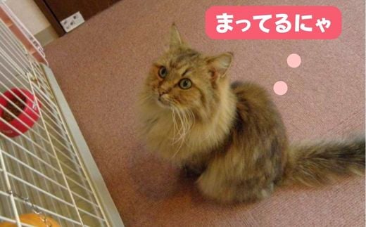 TVで話題沸騰！猫カフェ ニャンシー体験チケット 703659 - 埼玉県志木市