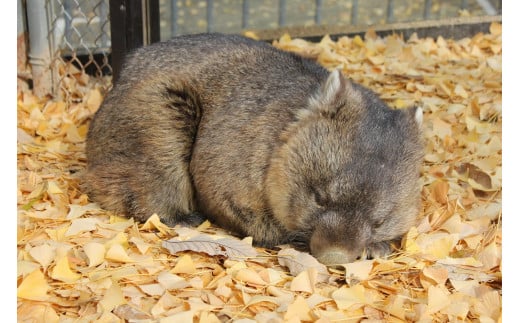 五月山動物園ではオーストラリアのウォンバットが飼育されています