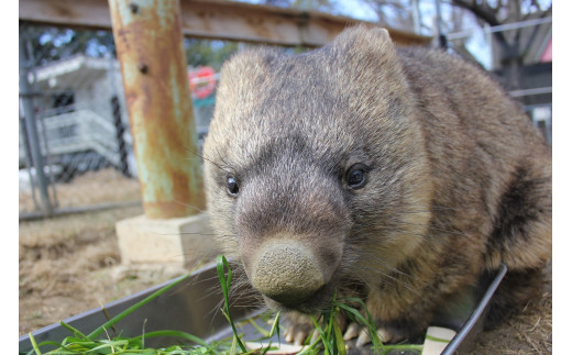 24-07】五月山動物園 ウォンバットグッズAセット - 大阪府池田市