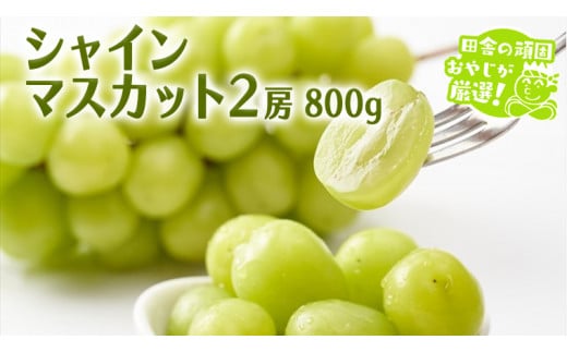 シャインマスカット 800g 2房 【令和6年9月より発送開始】田舎の頑固おやじが厳選！ マスカット 種なし  ギフト 高糖度 大粒 ぶどう 甘い 美味しい フルーツ