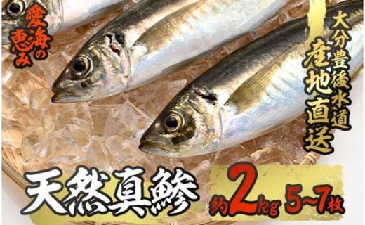 愛海の恵み 大分豊後水道産 天然真鯵 約2kg 5 7本 大分県佐伯市 ふるさとチョイス ふるさと納税サイト