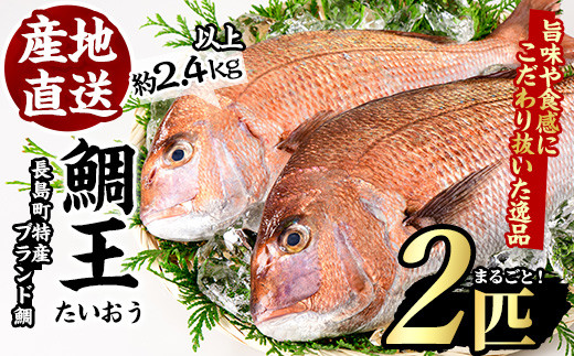 長島町特産「鯛王」(2匹・約2.4kg)【JFA】jfa-22 - 鹿児島県長島町