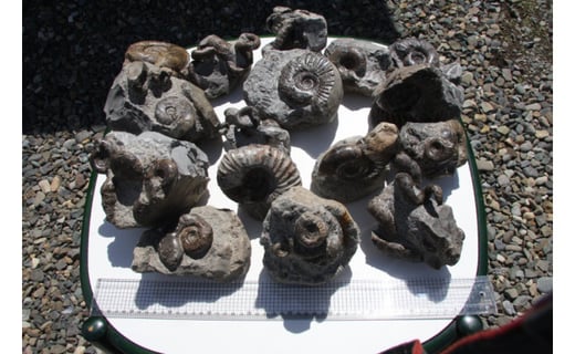 化石 1点もの 北海道産 アンモナイト 母岩付 縦横10～20cm 1個 置物 
