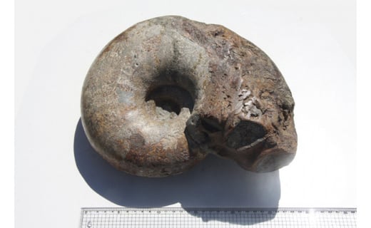 化石 1点もの 北海道産 アンモナイト パキ 縦横20〜40cm 1個 置物 ...