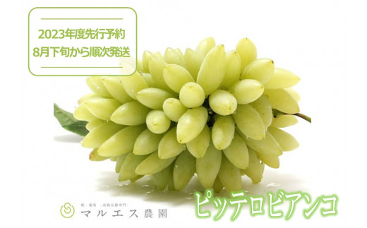 「マルエス農園」ピッテロビアンコ　合計1.2kg以上（MS）【2023年先行予約】B15-402