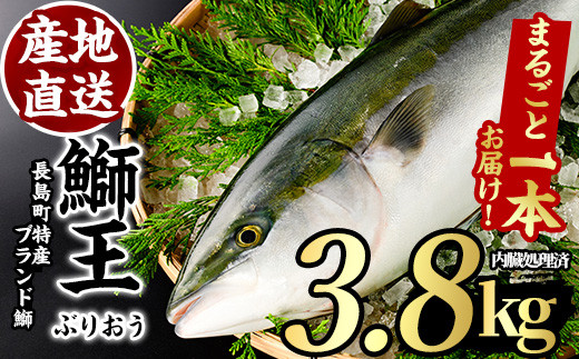 長島町特産の鰤王 まるごと１本 内臓処理済み Jfa 711 鹿児島県長島町 ふるさとチョイス ふるさと納税サイト