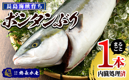 ボンタンぶりまるごと一本 内臓処理済 Turu 706 鹿児島県長島町 ふるさとチョイス ふるさと納税サイト