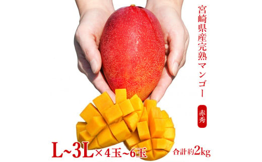 宮崎県産 完熟マンゴー 2kg - フルーツ