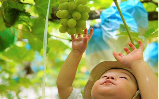 お子様やご年配の方にもお勧めです。