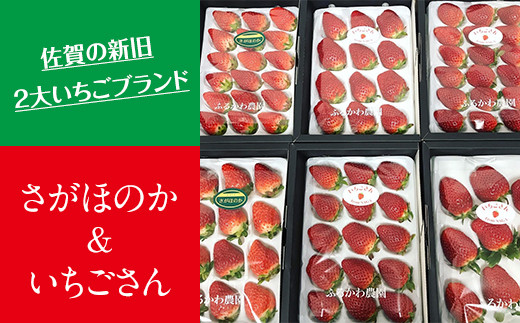 【先行予約（１月から順次出荷】さがほのか1箱＆いちごさん1箱セット（計2箱）ふるかわ農園 苺