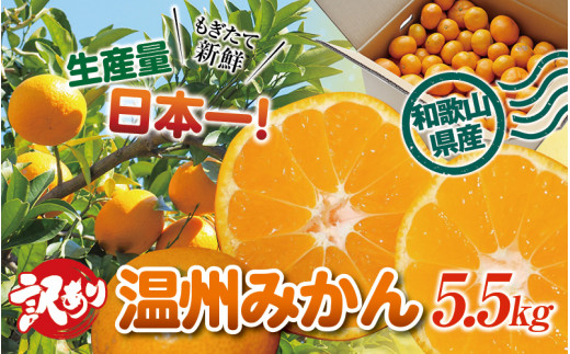 訳あり 和歌山の美味しい温州みかん 約5.5kg 先行予約 【2023年12月中旬～2月中旬に順次発送（お届け日指定不可）】/ご家庭用 サイズ混合 訳ありみかん ミカン 柑橘