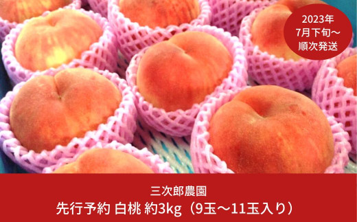 先行予約 白桃 約3kg（9玉～11玉入り）[2023年発送] 贈答用桃 新潟県三条市産 桃 [三次郎農園]【013S015】