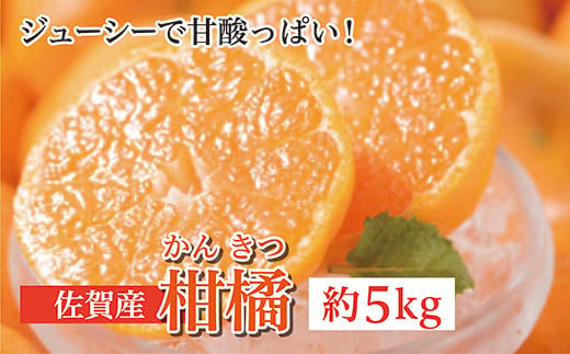 佐賀産柑橘（かんきつ）　約５ｋｇ　※写真はイメージです