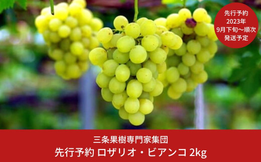 先行予約 ぶどう ロザリオ・ビアンコ 2kg [2023年発送予定] 贈答用 贈り物に最適 ギフト 新潟県 三条市産 [三条果樹専門家集団]【016P038】