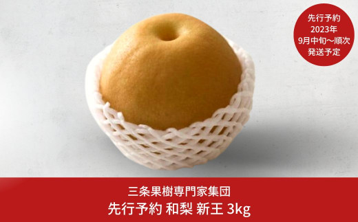 先行予約 オリジナル和梨 新王 3kg [2023年発送予定] 贈答用 贈り物に最適 ギフト 新潟県 三条市産 [三条果樹専門家集団]【016P041】