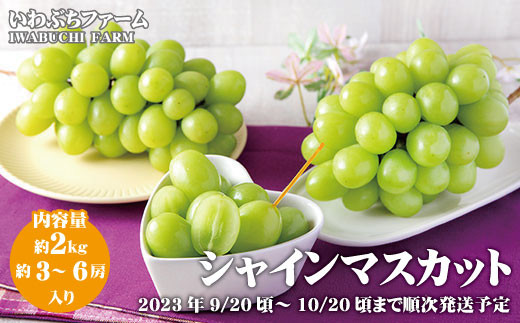 [No.5657-2451]シャインマスカット 約2kg（約3～6房）《いわぶちふぁーむ》■2023年発送■※9月下旬頃～10月下旬頃まで順次発送予定