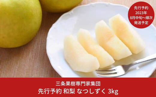 先行予約 和梨 なつしずく 3kg [2023年発送予定] 贈答用 贈り物に最適 ギフト 新潟県 三条市産 [三条果樹専門家集団]【016P036】