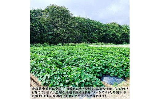 温暖な地域で栽培されるイメージですが、年間平均気温訳10℃の東通村でも甘いさつまいもが採れます！
