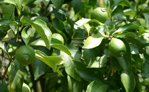 鴨川市内の安田農園さんで作られた、ちばエコ農産物「鴨川レモン」の果実水をベースにしています。