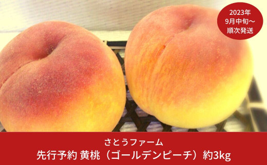先行予約 黄桃（ゴールデンピーチ） 3kg [2023年発送予定] 新潟県産 黄桃【014S010】
