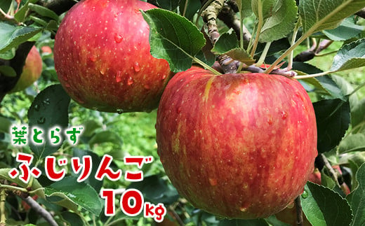 【先行予約】葉とらずふじりんご10kg 家庭用 473612 - 岩手県一関市
