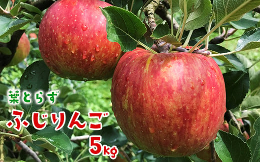 【先行予約】葉とらずふじりんご5kg 家庭用 473611 - 岩手県一関市