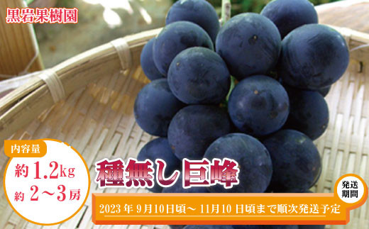 種無し巨峰 約1.2kg(約2〜3房)[黒岩果樹園] 2023年発送 ※9月上旬頃〜11月上旬頃まで順次発送予定