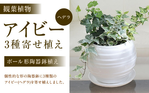 観葉植物 アイビー ヘデラ 3種 寄せ植え ボール形 陶器 鉢植え 白 インテリア ギフト 60pt お礼の品をもらう 長崎県大村市 Au Pay ふるさと納税