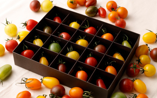 【先行予約】【2023年6月上旬より順次発送予定】20色カラフルミニトマト 20粒 トマト 高森町産
