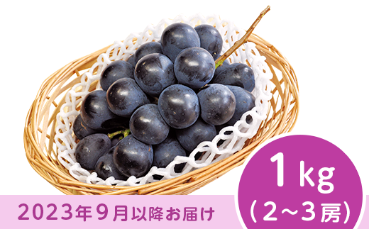 J0500ナガノパープル1kg【2023年9月以降出荷分】 - 長野県長野市